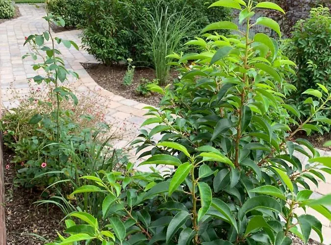 Am Haarhaus * Ostbevern